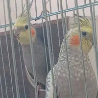 عروس هلندی سخنگو|پرنده|قرچک, زیبا شهر|دیوار