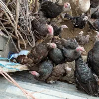 بوقلمون برنز امریکایی|حیوانات مزرعه|سیوان, |دیوار