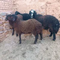 بره قوچ همو|حیوانات مزرعه|تربتحیدریه, باغ ملی|دیوار