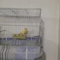 قناری نر رسمی