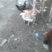 بوقلمون بور بور