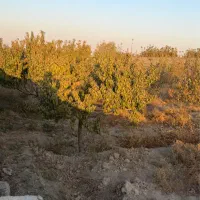 باغچه ۴دیواری