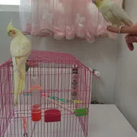 عروس هلندی (لوتینو )|پرنده|قم, بنیاد|دیوار