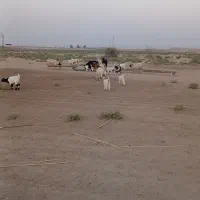 ۸جفت بز با کهره و ابستن