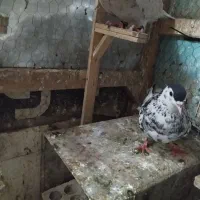 خال افشون نر و ماده کفتر شهرستان|پرنده|مشهد, پروین اعتصامی|دیوار