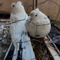 یک جفت کبوتر سفید خال دار