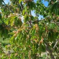 فروش-باغشهر-سیاخ-دارنگان