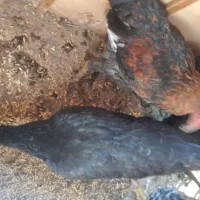 مرغ و خروس نیمچه محلی