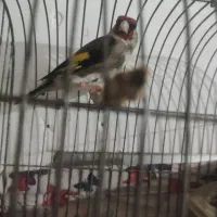 فروش سهره بخوان مرغ عشق و عروس هلندی سالم