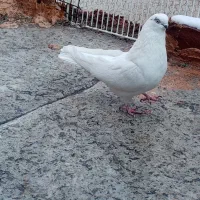 کبوتر نوک سیاه