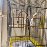 عروس هلندی سخنگو نر و ماده با قفس|پرنده|آستانه اشرفیه, |دیوار