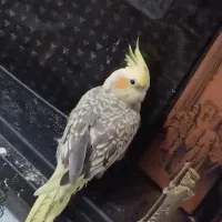 عروس هلندیم گم شده