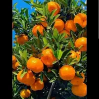 خریدار نارنگی ژاپنی