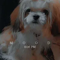 سگ نژاد شیتزو|سگ|تربت‌حیدریه, بوستان باغ ملی|دیوار