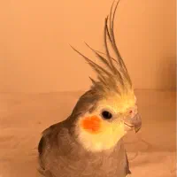 عروس هلندی گمشده