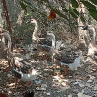 قوغاز سالم سرحال