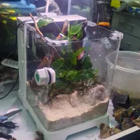 اکواریوم|ماهی|لنجان, |دیوار