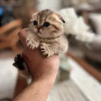 بچه گربه اسکاتیش فولد ny12