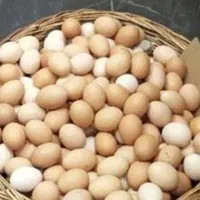 تخم مرغ خانگی