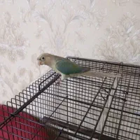 گرینچیک اپل با قفس