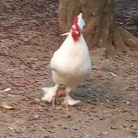 سلام خروس پاپر  سالم
