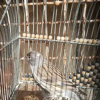 گلبسر سهره قناری دهن سهره جفت خور قناری نطفه دار