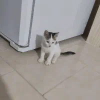 بچه گربه نر ۲ ماهه