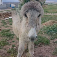 کره خر نر7ماهه