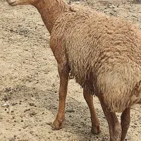 فروش بره قوچ