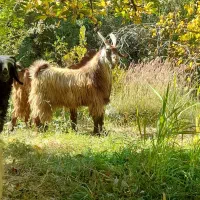 یه کره نر|حیوانات مزرعه|پادنا, |دیوار