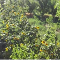 نشاءسیر برای کاشت راحت (نشاءسیر)