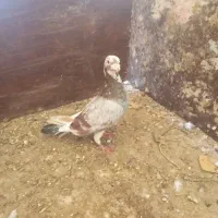 کفتر جوجه کشی|پرنده|گنبد کاووس, |دیوار