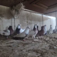 کبوتر همه باهم|پرنده|شوشتر, |دیوار