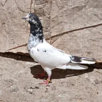 کبوتر