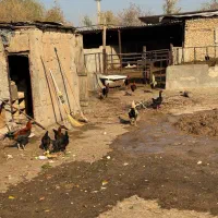 خروس دورگ|حیوانات مزرعه|الوند, |دیوار