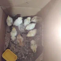 جوجه برهما سلطان|حیوانات مزرعه|نگین شهر, |دیوار