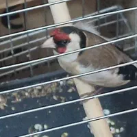 سهره|پرنده|شیراز, کوشک میدان|دیوار