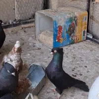 زاغ ابادانی اصیل|پرنده|مبارکه, |دیوار