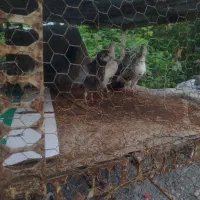 فوری کبوتر فرو