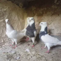 کفتر طوقی