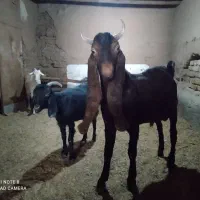 کولار و بزغاله نر و بز جملی آنتیک آنتیک|حیوانات مزرعه|مشهد, پروین اعتصامی|دیوار