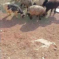 اینا کم شدن هرکسی پیدا کرد زنگ بزنید