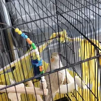 پرنده عروس هلندی|پرنده|ساری, |دیوار