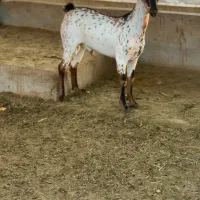 بوئر و صلال|حیوانات مزرعه|اراک, |دیوار