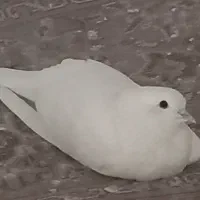 کبوتر گمشده