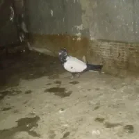 سینه کله سیاه