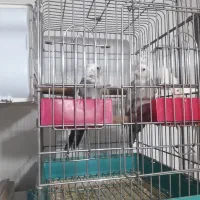 قناری،جفت عروس هلندی آلبینو،ابلغ مولد باتخم