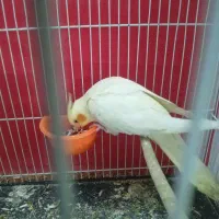 عروس هلندی|پرنده|مشهد, مشکینی (شهرک غرب)|دیوار