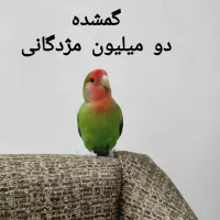 پرنده