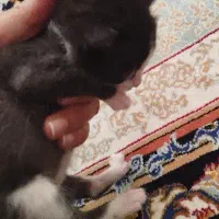 واگذاری رایگان